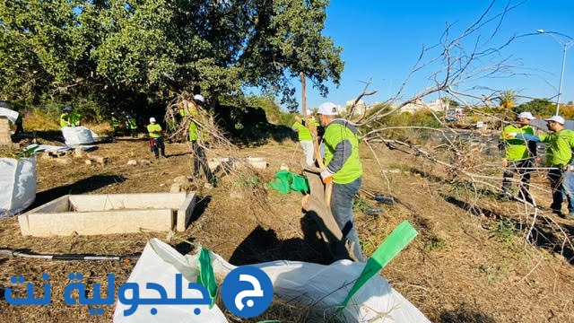 معسكر عمل لتنظيف مقبرة اليازور قرب يافا